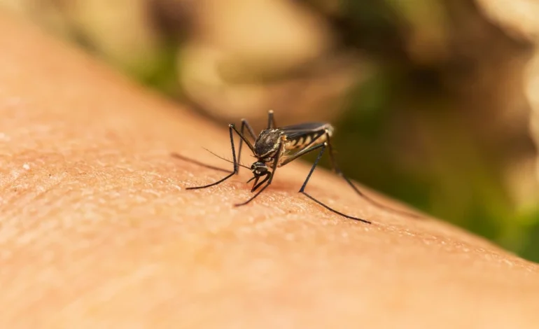 Main Sail Pest Control on 10 Summer Pests That Thrive in Lake Elsinore’s Triple-Digit Heat