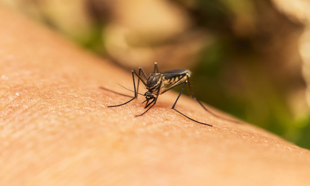Main Sail Pest Control on 10 Summer Pests That Thrive in Lake Elsinore’s Triple-Digit Heat